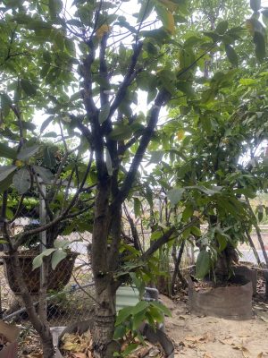 Cây mận cổ thụ - Cao 9m - Vanh 260