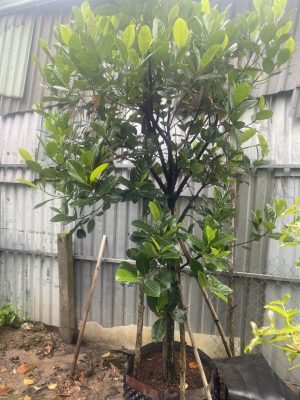 Cây Mít (Các Loại)