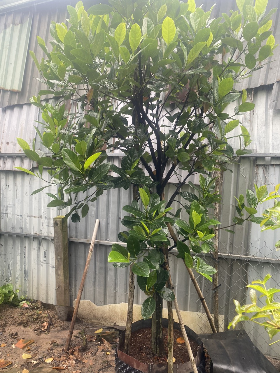 Cây Mít (Các Loại)