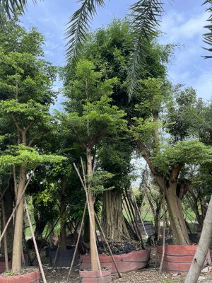 Cây Sanh Cổ Thụ