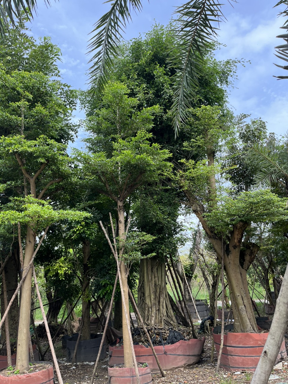 Cây Sanh Cổ Thụ