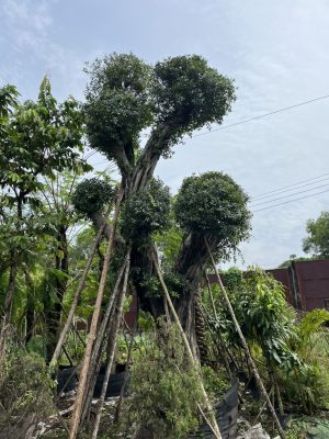 Cây Sanh Cổ Thụ