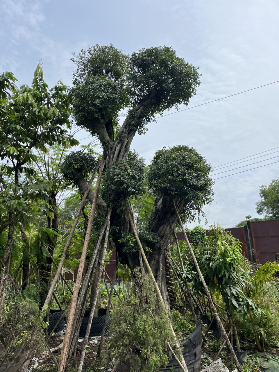 Cây Sanh Cổ Thụ