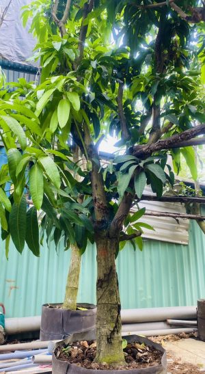 Cây Xoài Cát Hòa Lộc - Cao 4m - Vanh 50