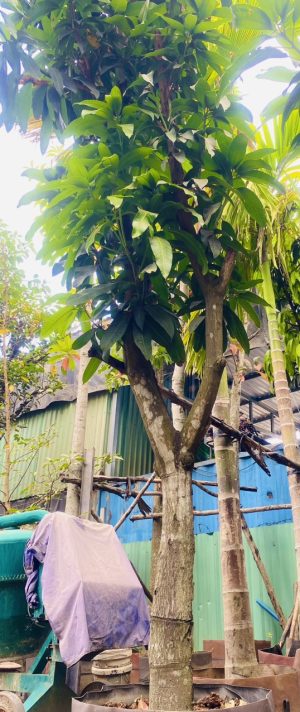 Cây Xoài Cát Hòa Lộc - Cao 4m - Vanh 60