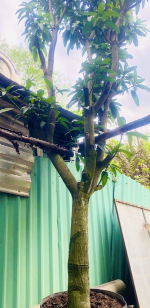 Cây Xoài Cát Hòa Lộc - Cao 5m - Vanh 60