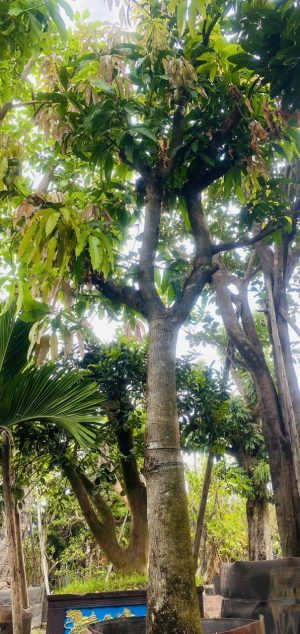 Cây Xoài Cát Hòa Lộc - Cao 6m - Vanh 90