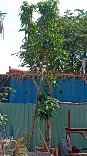 Cây Xoài Cát Hòa Lộc - Cao 6m - Vanh 60