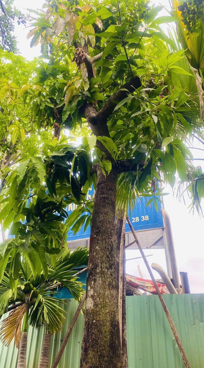 Cây xoài cát chu - Cao 6m - Vanh 110