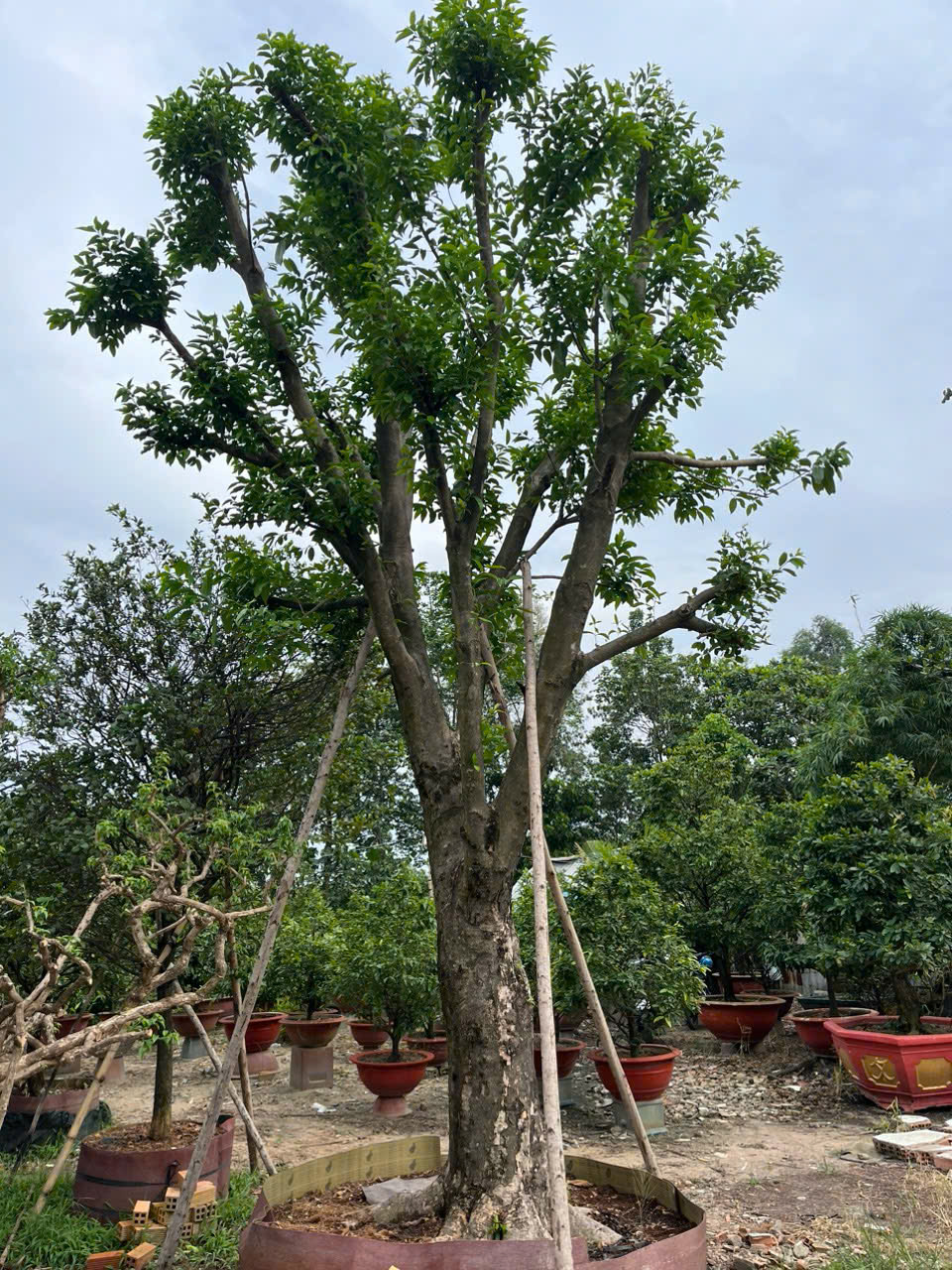 Cây Vối Cổ Thụ