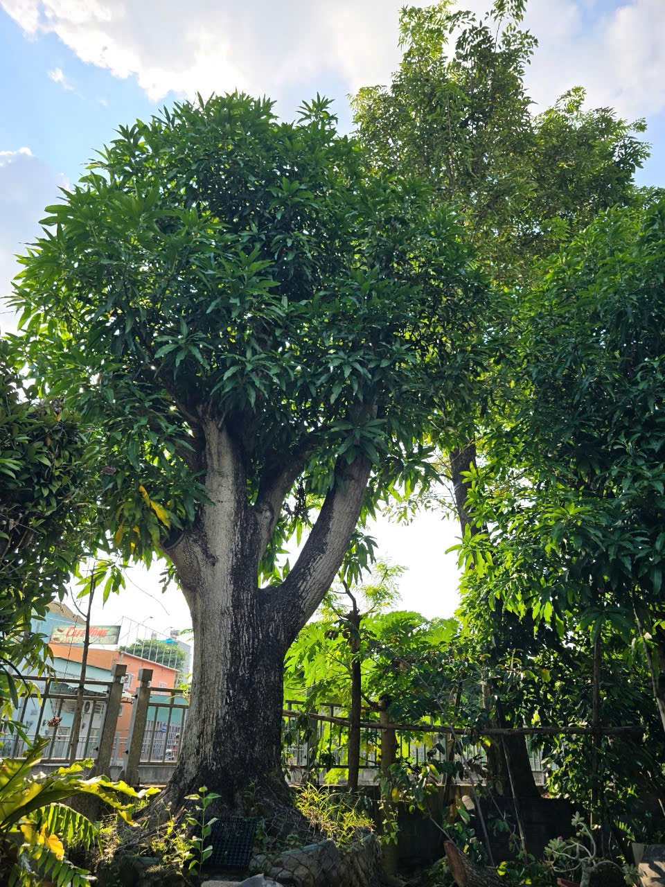 Cây Xoài (Các Loại)