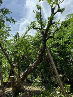 Cây Mận Trắng Cổ Thụ