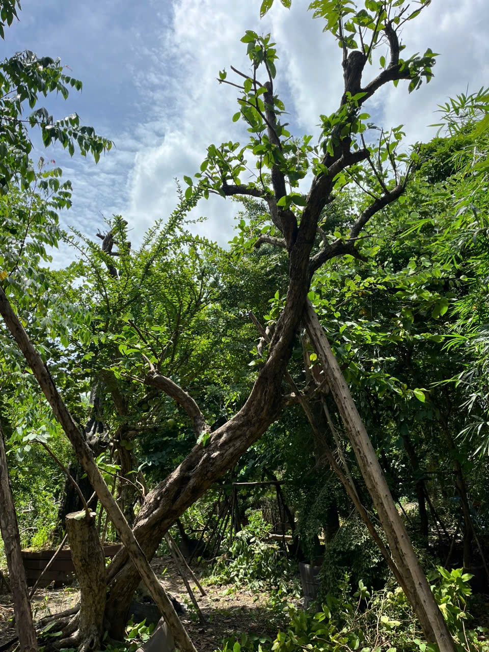 Cây Mận Trắng Cổ Thụ