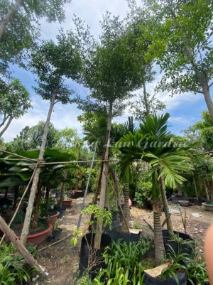 Cây bàng đài loan