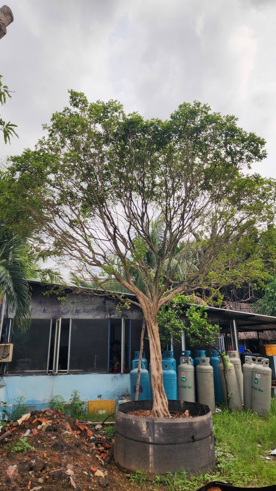 Cây Nguyệt Quế - vanh 87 - cao 5m