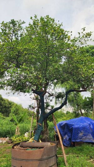 Cây chanh cổ thụ - vanh 85 - cao 4m