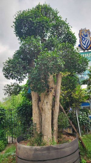 Cây duối - vanh 180 - cao 6m