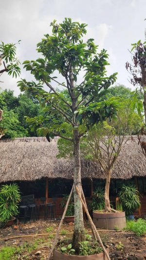Cây hồng nhung - vanh 75 - cao 5m