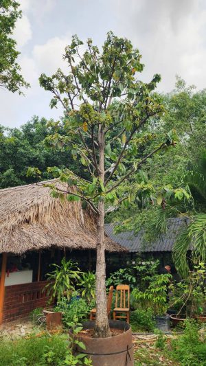Cây hồng nhung - vanh 80 - cao 5m