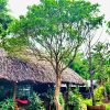 Cây nguyệt quế - vanh 76 - cao 5m