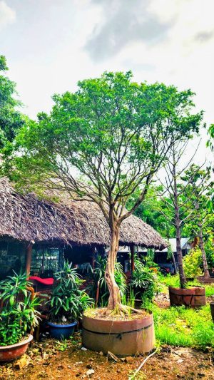 Cây nguyệt quế - vanh 76 - cao 5m