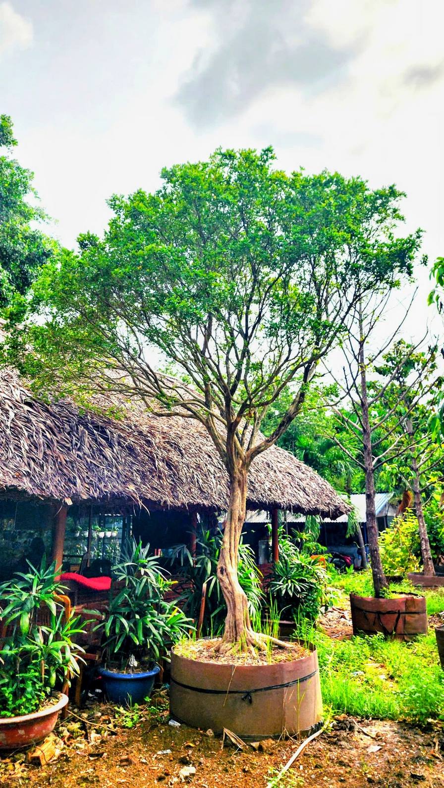 Cây nguyệt quế - vanh 76 - cao 5m