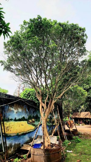 Cây nguyệt quế - vanh 80 - cao 6m