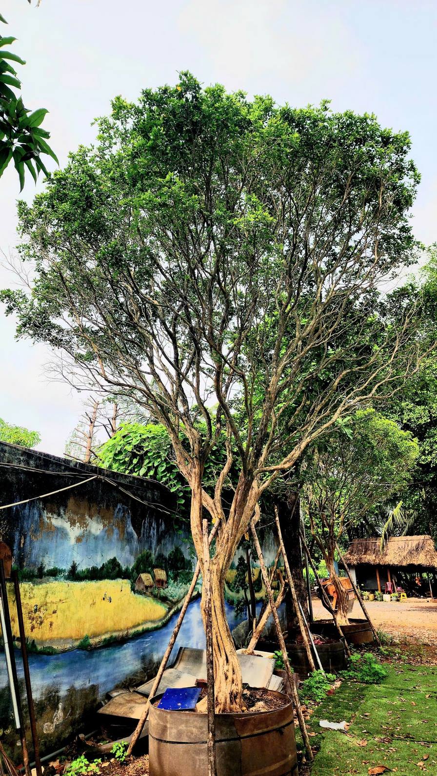 Cây nguyệt quế - vanh 80 - cao 6m
