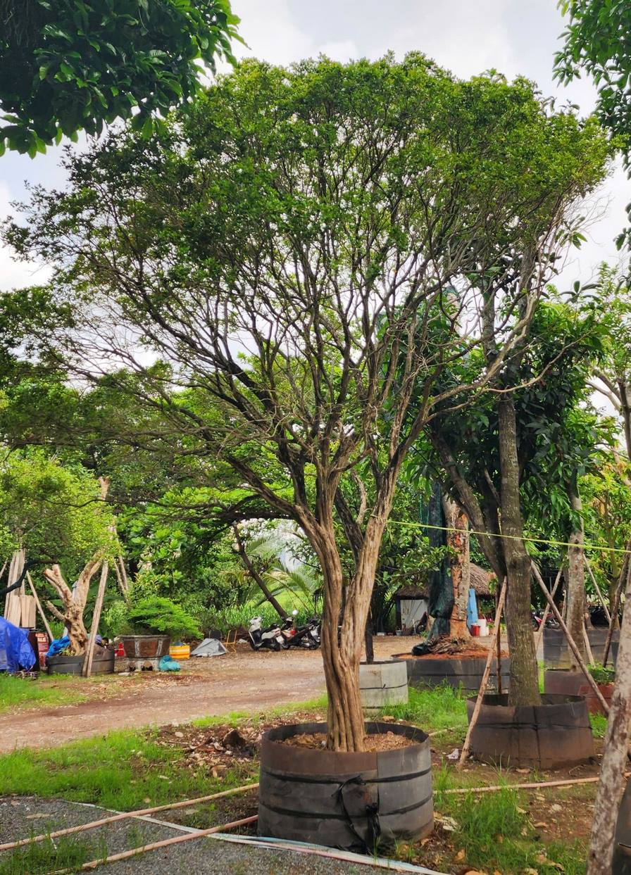 Cây nguyệt quế - vanh 90 - cao 7m