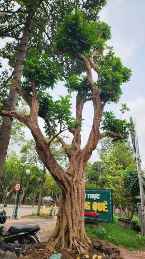 Cây nhãn tiêu long đường - vanh 180 - cao 8m