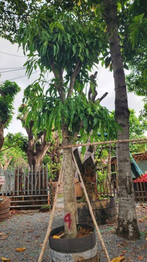 Cây xoài cát - vanh 62 - cao 5.5m