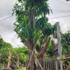 Cây xoài cát - vanh 84 - cao 6m
