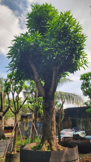 Câu Xoài xưa cổ thụ - Cao 6.5 m - Vanh 170 cm