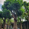 Cây Xoài xưa cổ thụ - Cao 6m - Vanh 170cm