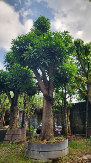 Cây Xoài xưa cổ thụ - Cao 6m - Vanh 170cm