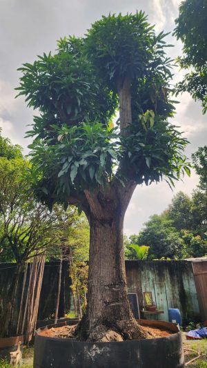 Cây Xoài xưa cổ thụ - Cao 7m - Vanh 180cm
