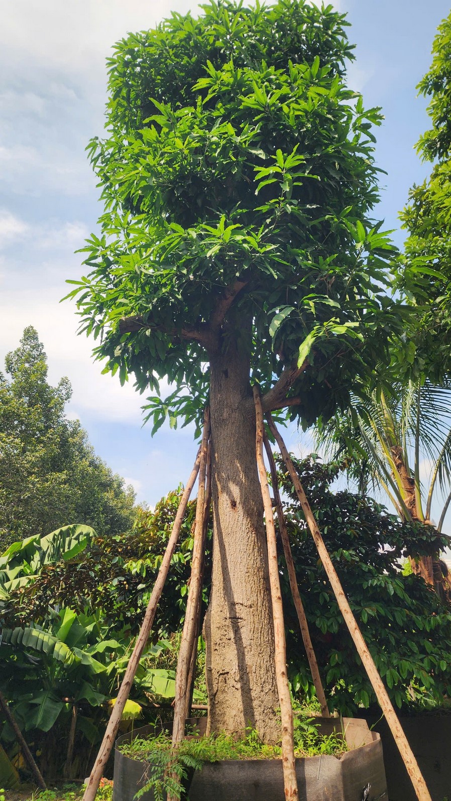 Cây Xoài xưa cổ thụ - Cao 8m - Vanh 175cm