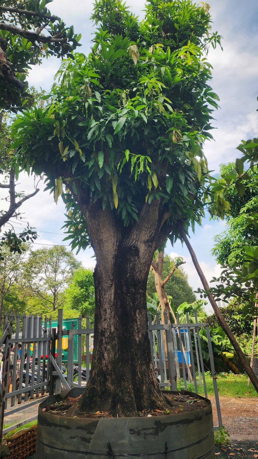 Cây Xoài xưa cổ thụ - Cao 7m - Vanh 180cm